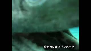 Prehistoric 80 million year old shark alsos the frilled sharkquot discovered in Awashima Japan [upl. by Mcclimans]