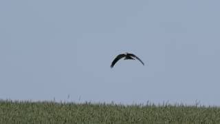 Montagus Harrier Hunting  Slow Motion [upl. by Nael]