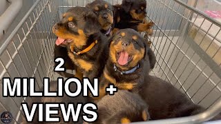 6 Weeks Old Rottweiler Puppies Get Microchips amp First Vaccinations [upl. by Ibby103]