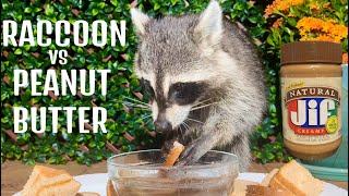 Raccoon and Peanut Butter Sandwiches  ASMR [upl. by Rennie]