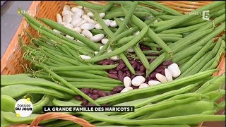 Dossier du Jour  La grande famille des haricots [upl. by Terrijo217]