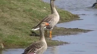 birds nl greylag goose [upl. by Noraa]