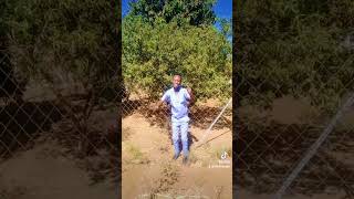 Ndina Mwari handikundikane gospelmusictv shortclip gospelentertainment gospeltrending [upl. by Eenerb]