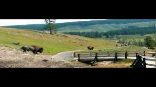 A Bison scares the crap out of some tourists [upl. by Arved]