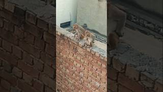 Sab shaadi mein zaroor aana😁😄monkyefunnycomedyshortvideoviral😁😄 [upl. by Gney645]