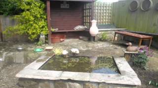 How to build a Large Plastic Duck Pond Easy to Keep Clean [upl. by Aniara720]