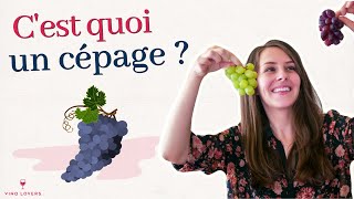 Vin  cest quoi un cépage  Sauvignon blanc Merlot Syrah [upl. by Barbee282]