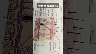 Skin layers part1biologyskincareskinlaseranatomysimplifiedepidermisbiologymadeeasyviralshort [upl. by Reimer]