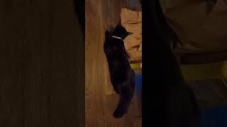 Onyx Chirping and Trilling lucyandstitch shoko funny cat catvideos catfunny funnycatvideos [upl. by Chlores684]