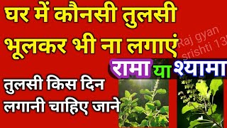 घर में तुलसी का पौधा कौनसा लगाना चाहिए Tulsi kis din lagane chaiye  Tulshi pujan kis din karein [upl. by Ardnaid]