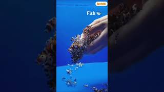 How Manage Fish shorts shortsfeed youtubeshorts ytshorts fish [upl. by Cohin472]