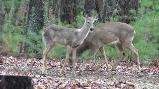 Deer at Fairystone near Philpott Lake Virginia 23 March 2024 [upl. by Itagaki820]