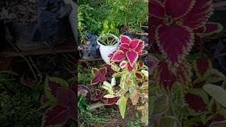 my colorful plant plant gardening garden plantstory youtubeshorts [upl. by Neelyk]