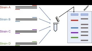 Multiplex PCR and RT PCR [upl. by Sweyn]