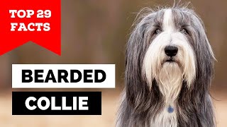 99 of Bearded Collie Owners Dont Know This [upl. by Ahsinirt]