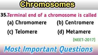 Chromosomes  Genetics mcq  School of Biology [upl. by Lidia]