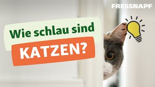 Wie schlau sind unsere Katzen  Intelligenz von Katzen [upl. by Carlye]