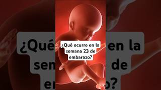 🤔 ¿Qué ocurre en la semana 23 de embarazo 🤰 Síntomas y desarrollo del bebé [upl. by Armando]