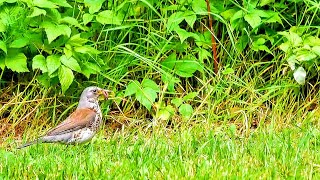 Several Fieldfares forage in the meadow [upl. by Nived870]