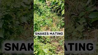 Snakes Mating shorts viral trending snake snakemating [upl. by Anibur722]