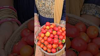 Tomatoes harvesting in my gardenటమాటాలుtomatoes tommygardenshortvideo gardeningharvesting [upl. by Irrol]