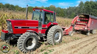 International Harvester 5088 Tractor Chopping Corn Silage [upl. by Lednem]