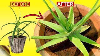 3 SECRETS TO GROW THICK amp FLESHY ALOE VERA LEAVES  Aloe Vera Plant Hacks [upl. by Nilats]