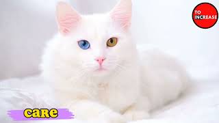 Turkish Angora Cat the Intelligent Personality Domestic Cat breed  To Increase [upl. by Leinnad]