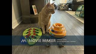 What to know before owning a cat Video Project [upl. by Tyne]