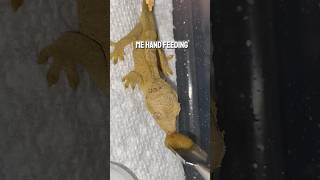 Hand feeding BABY crested gecko ADORABLE [upl. by Etnahsal]