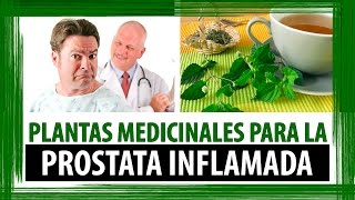 PLANTAS MEDICINALES PARA LA PROSTATA INFLAMADA  HIERBAS MEDICINALES PARA LA PROSTATA [upl. by Lemkul893]