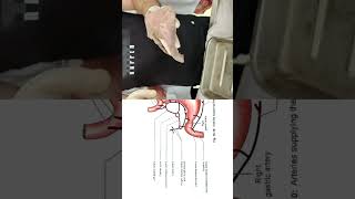 Common hepatic artery course and branches shorts anatomy biology [upl. by Lovich]