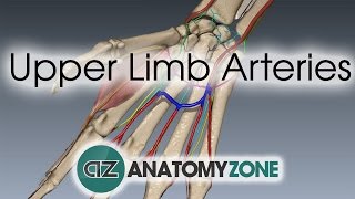 Upper Limb Arteries  Hand and Wrist  3D Anatomy Tutorial [upl. by Cogn902]