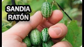 Como Y Cuando Sembrar CUCAMELON o SANDIA RATÓN  Consejos Y Trucos Semillero  La Huertina De Toni [upl. by Avad680]