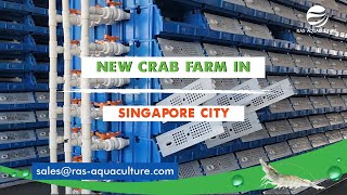 New Crab Farm in Singapore City  Pacific Aquaculture [upl. by Silenay906]