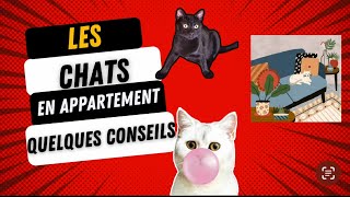 Les chats en appartement  quelques conseils conseils chat appartement tips cats blackcat fyp [upl. by Rebmik717]