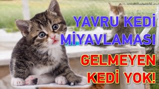 KEDİ ÇAĞIRMA SESİ Gelmeyen Kedi Yok  Yavru Kedi [upl. by Llevel]