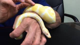 Albino Ball Python [upl. by Natsyrt]