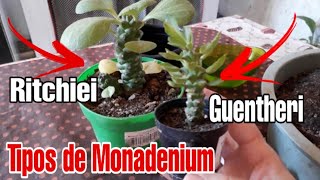 MONADENIUM RITCHIEI OU GUENTHERI SAIBA COMO CULTIVÁLAS DE FORMA CORRETA [upl. by Hteboj]