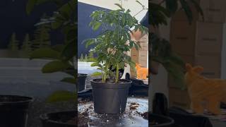 repotting a Schefflera timelapse [upl. by Aleil344]