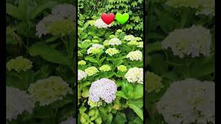 shortsviral greenlifegreengardengreeneryloversgardenplants flowers nature [upl. by Nnylrebma]