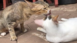 So Adorable Cat Cute Cat Playing 🐈 [upl. by Ille696]