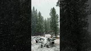 Snowfall in Hyalite Canyon  28 October 2024 [upl. by Alurta]