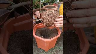 Croton ko kaise lagaen besttechnique care tips croton repotting gardening easy [upl. by Adnorhs]