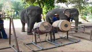 THAILANDS ELEPHANT ORCHESTRA PLAY [upl. by Ylrebmik]