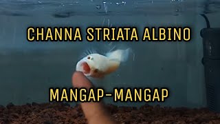 CHANNA STRIATA ALBINO MANGAPMANGAP CHANNA STRIATAALBINO PREDATORFISH [upl. by Haslam218]