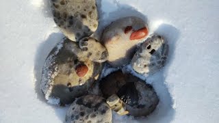 Great Lakes Petoskey and Puddingstones  Lake Huron [upl. by Rento382]