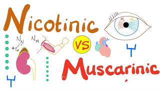 Nicotinic vs Muscarinic Receptors [upl. by Tongue217]