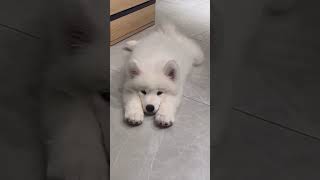 Awww🥹sleepy headyoutubeshorts viralvideo puppy [upl. by Nutsud]