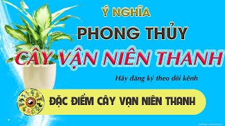 Cây Vạn Niên Thanh hợp tuổi mệnh gì Ý nghĩa cách trồng và chăm sóc [upl. by Viki]